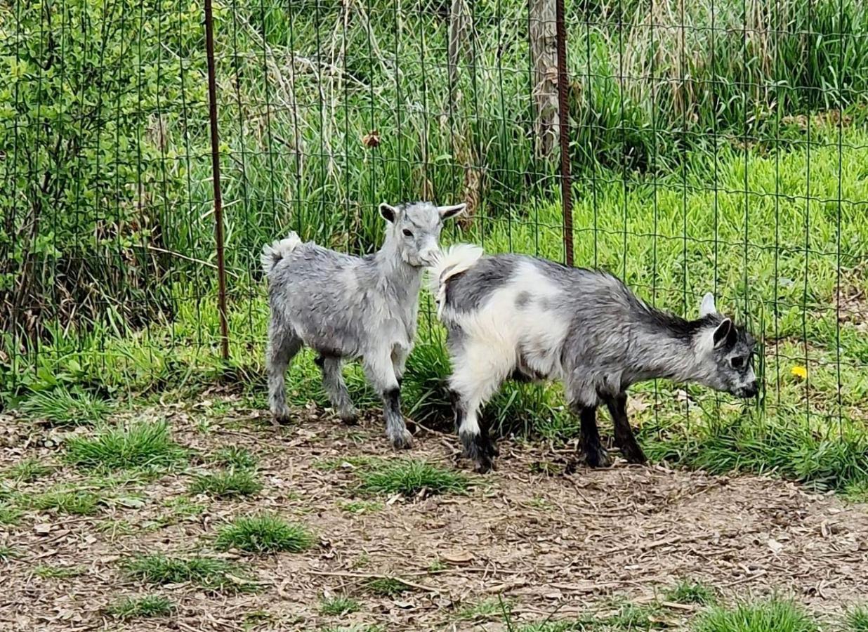 Domaine Des Galinaces Roulotte La Roussette 2-4P Villa Marigny-les-Reullee ภายนอก รูปภาพ